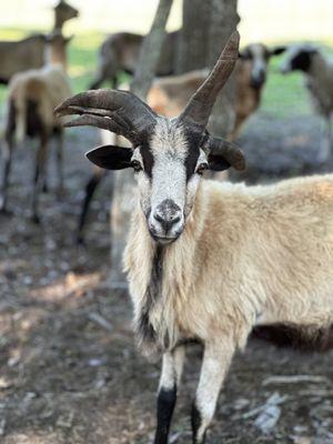 We are the largest non-exotic petting zoo in Georgia!