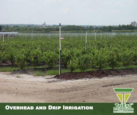 Overhead and Drip Irrigation