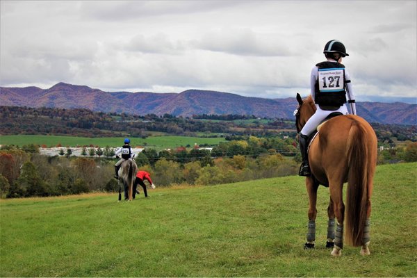 Horses on the property of the horse park