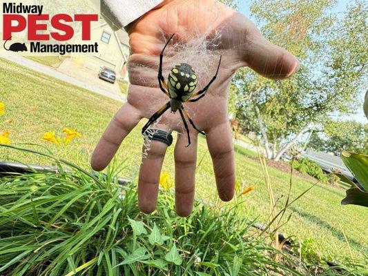 Midway Pest Management in Wichita, Kansas