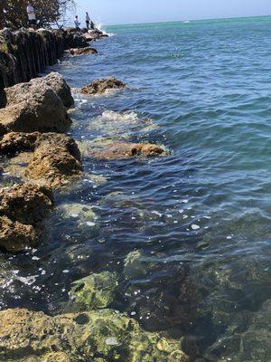 side of Secret Garden at Upham Beach in St. Pete