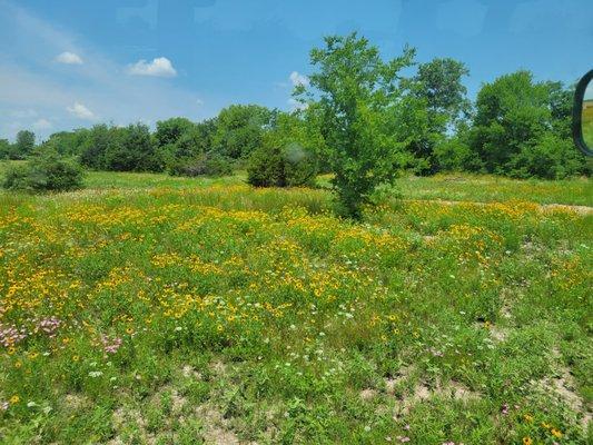 Wildflower season is great in north east Texas. You don't want to miss it.