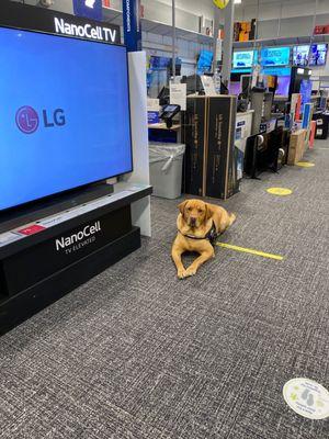 Tank came to pick out the right tv too. Service dog friendly.