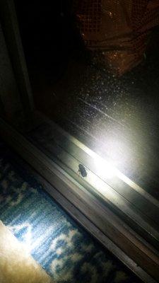 Cockroach coming in through the sliding glass door.