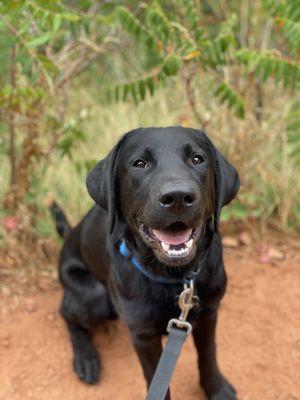 Freedom Service Dogs