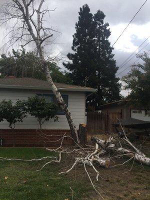 Dead Birch Tree