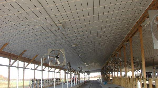 Dairy Freestall Facility Triply Ceiling Install