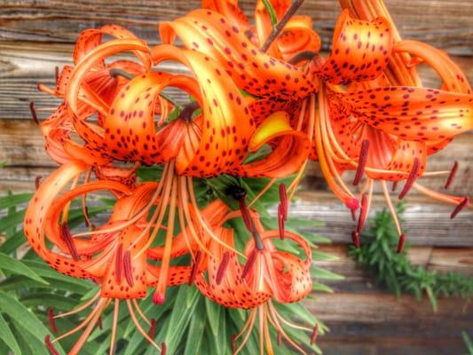 Orange lilies in the Orchard Lane Country Store flower bed.