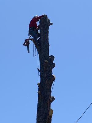 Dallas Tree Flying