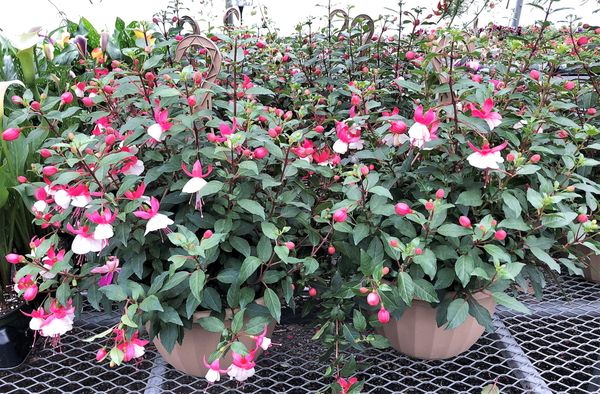 Fuchsia Hanging Baskets