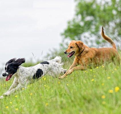 Life is good at Dog Park Express. The safe, supervised enclosed park way.