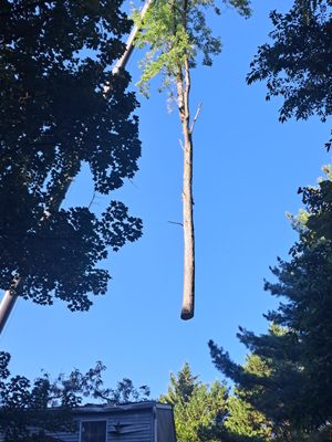 The is 9000lbs of tree being hoisted from my backyard out to the street.  You had to see it to believe.  Amazing to watch.