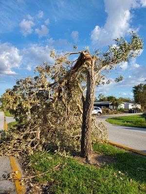 Wind broken tree from hurricane Ian.