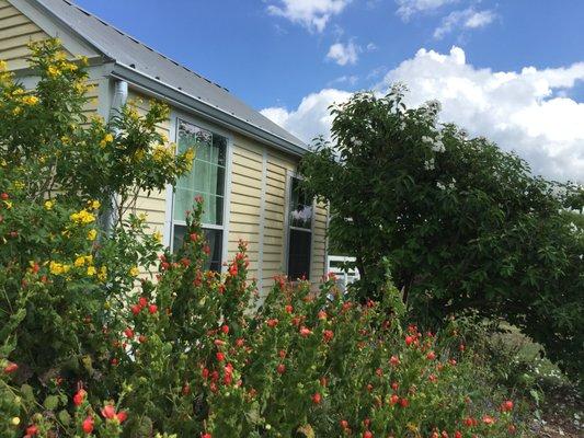 Hummingbird's pollinator garden  surrounds the house and provides endless hours of observation