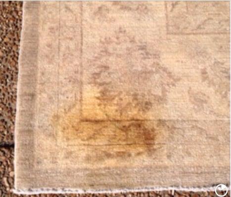 Oriental Rug with pet stains ( before it was flood washed)