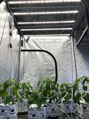 Poblano peppers being grown in rockwool cubes via drip irrigation under full spectrum LED lights.