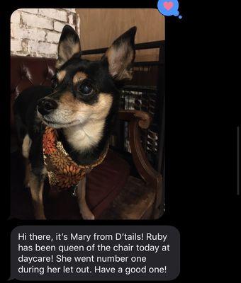 Here are some examples of the sweet little update texts that owners of daycare dogs receive. They always make my day!!