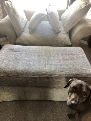 Freshly shampooed loveseat looks PERFECT! Daphne the dog is plotting how to scuzz it up again!