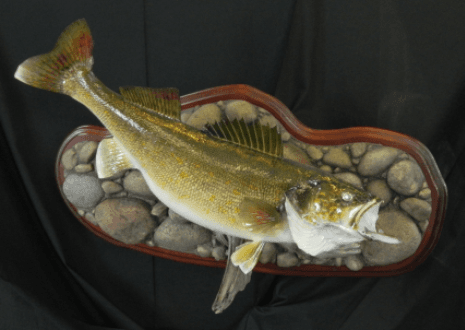 Lake Erie Walleye