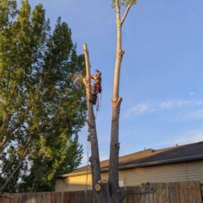 Trees All Day Tree Service