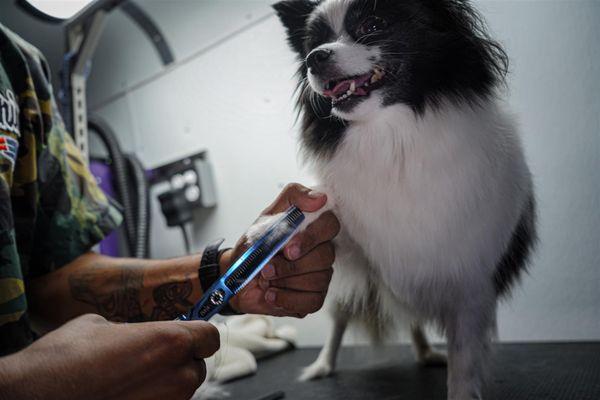 For the best mobile grooming experience, choose Galaxy Grooming. We deliver top-tier grooming services right to your door, en...