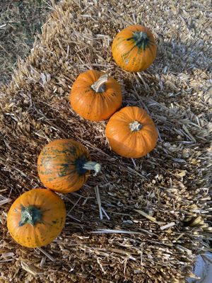 Wayside Farm Fun