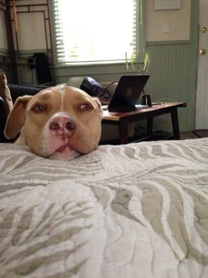 Billy asking politely if he can come on the bed. Sorry, Billy.