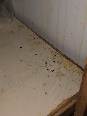 Mouse droppings in kitchen cabinet