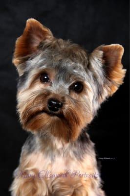 I offer prize winning portrait photography for your pet and small pet grooming.