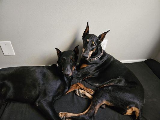 Doberman Pinscher Rescue