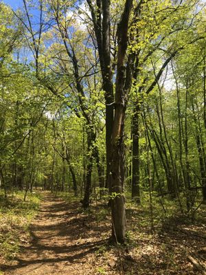 Ashland Town Forest