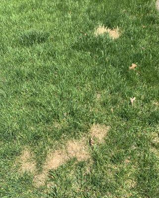 Lawn Doctor of Grand Rapids