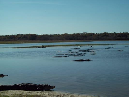 Just a couple gators you can see everyday here with Jamie Hooks Outdoors.