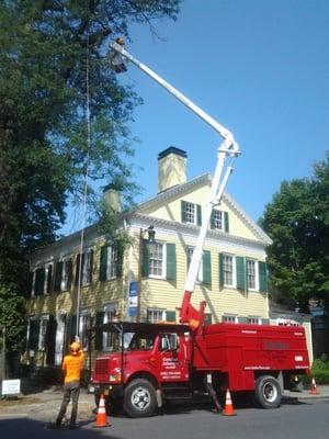 Trimming for Friends of Historic Kingston.