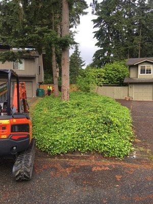 Before - 3000 sq ft of ivy