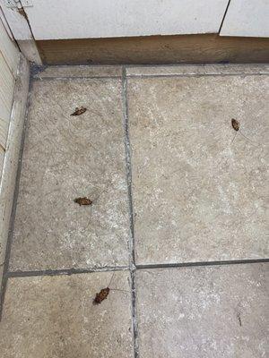 Dead cockroaches in the fitting room, AFTER she unlocked it and checked it for me