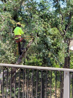 AAA Tree Service