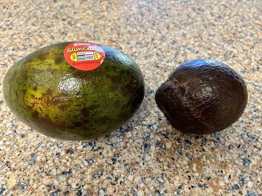 The biggest avocados  in the state of Colorado