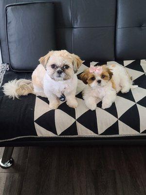 They loved their hair cuts and bath