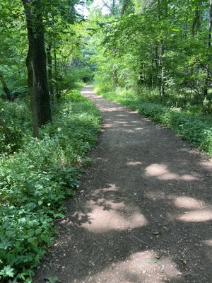 Nice trail, but lots of tree roots and rocks