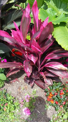 Callus plants at Town Hall