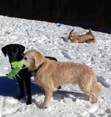 Near Tahoe letting the dogs run wild in the snow.