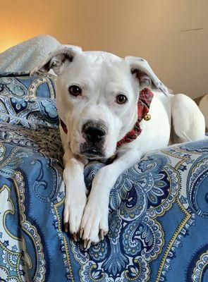 Mabel in her pretty collar