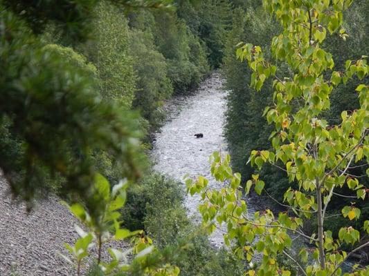 Bear crossing the creek - picture taken from the overlook