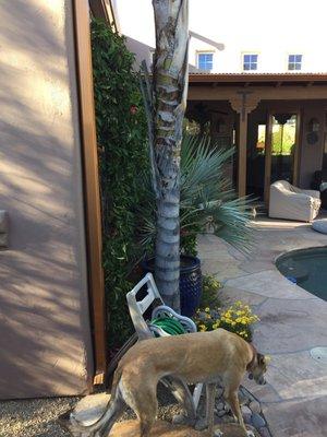 Very difficult to show a gutter installation in a photo, but this could give you at least an idea.  P. S. Dog not included