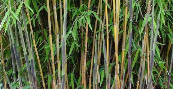 Clumping Bamboo