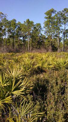 Palmettos.