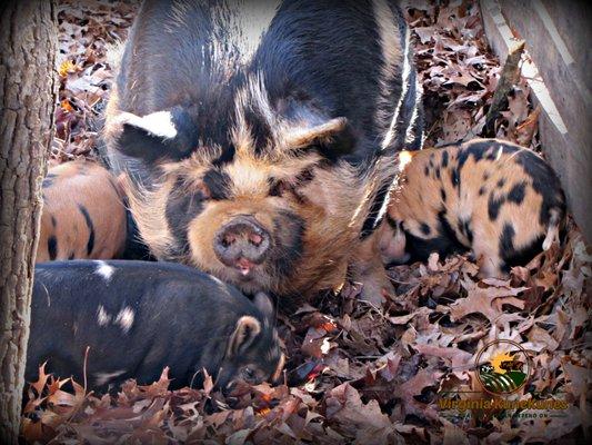 Piglets are so much fun.