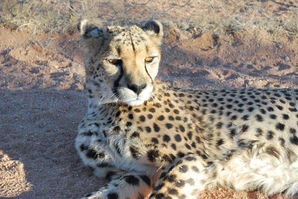 Cheetah, up close and personal, as seen at Kruger National Park