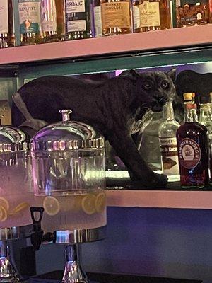 Bar panther.